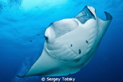 manta is coming..... by Sergey Totsky 